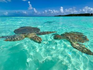 which island to visit in the bahamas