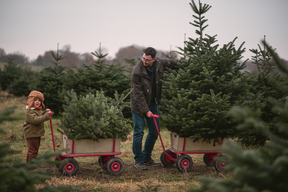 ways to dispose of your Christmas tree