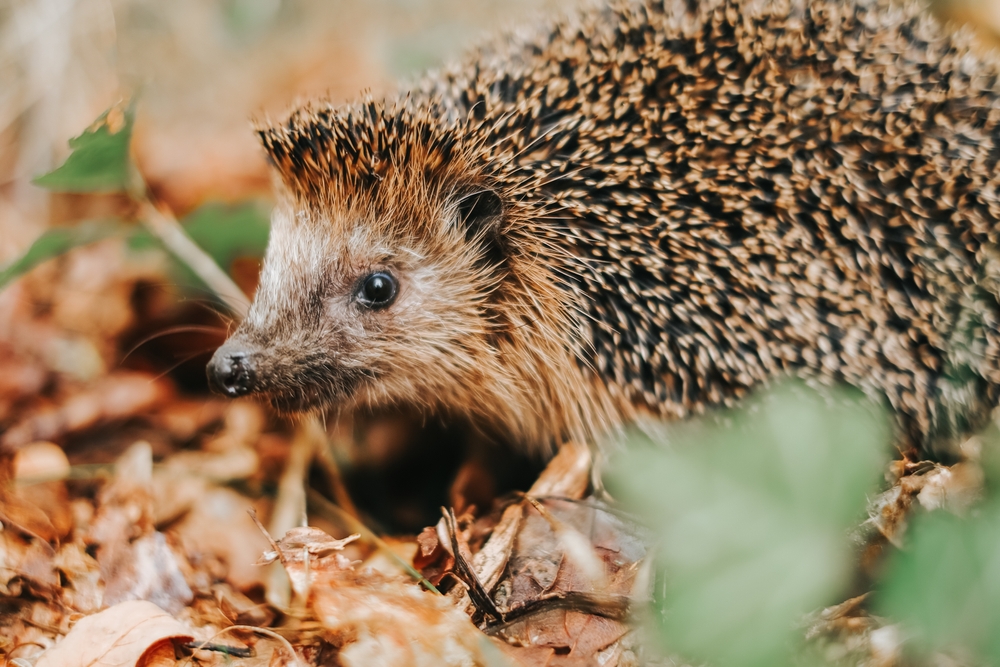 hibernating hedgehog