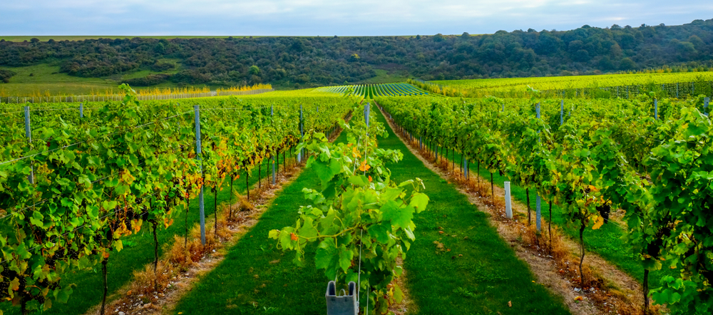 Vineyards in Tasmania