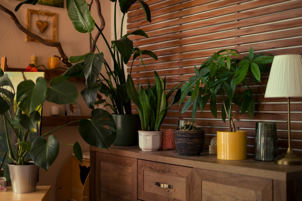 Health Benefits of House Plants