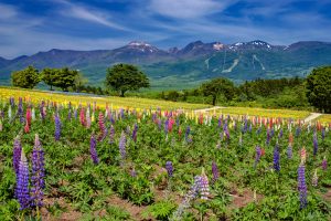 Nasu Highlands