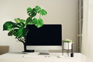 best desk plants