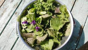 foraging in the uk