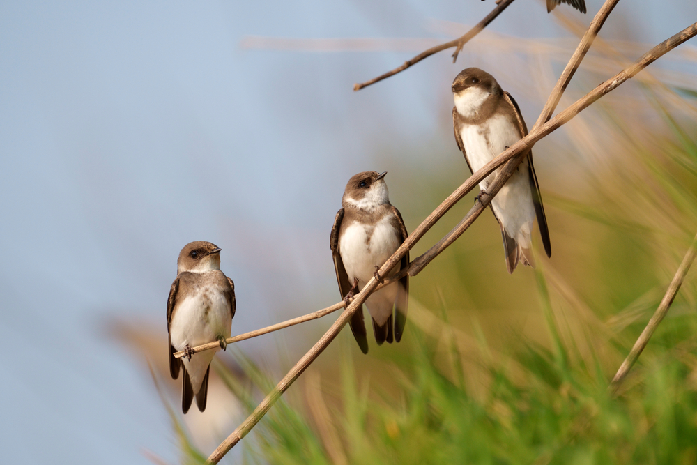 what Wildlife come out in Spring