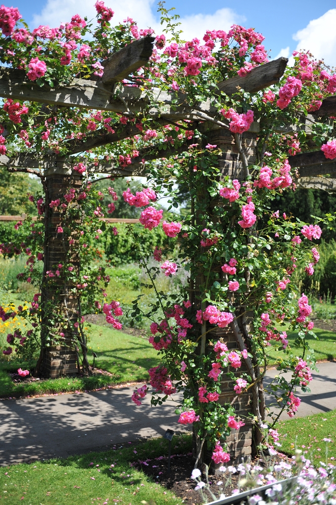 climbing plants for pergola