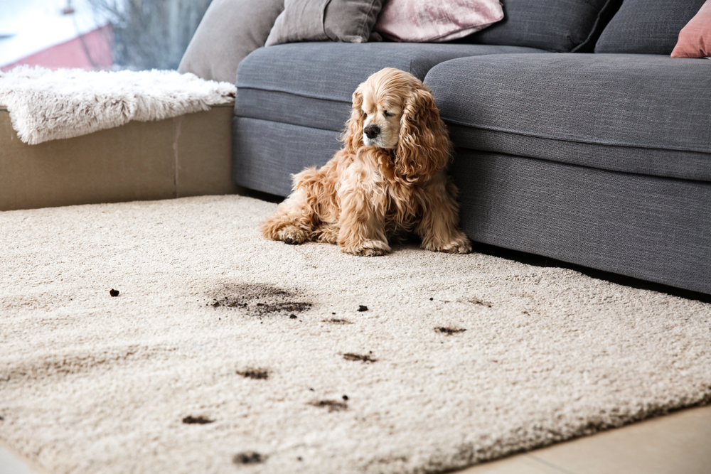 how to remove stains from carpet