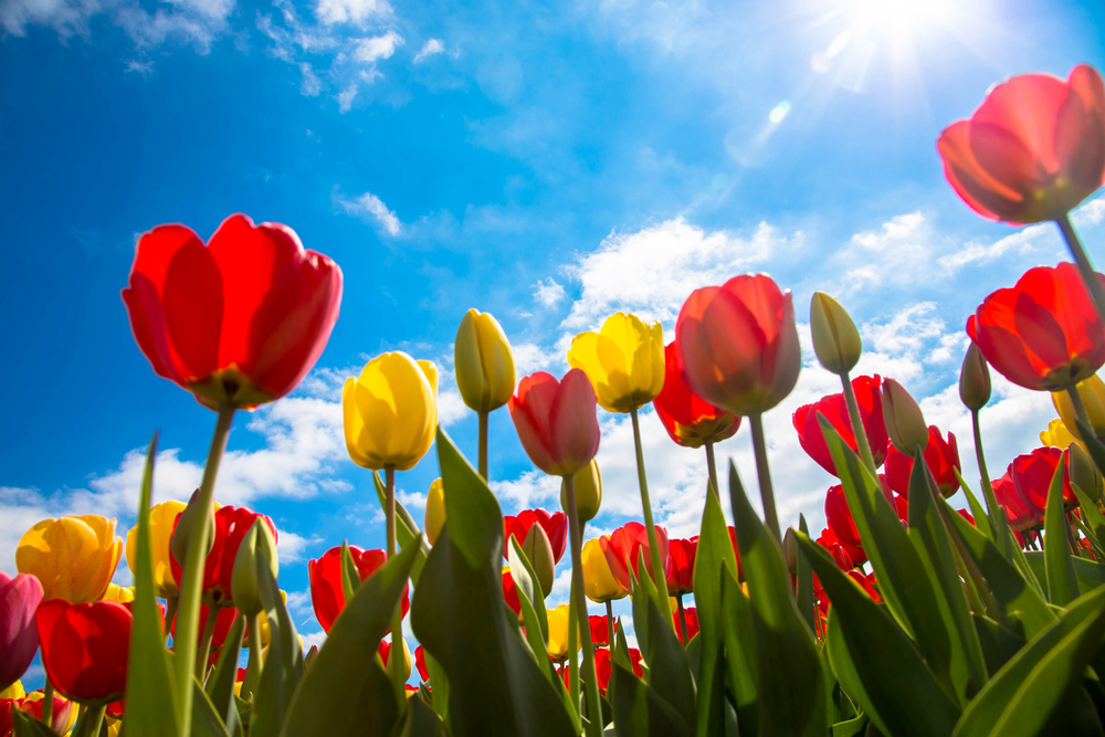 tulip festival canada