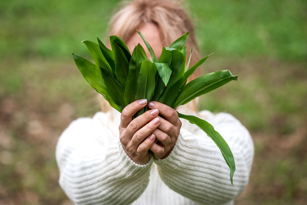 Food Directions: Feeding wild garlic