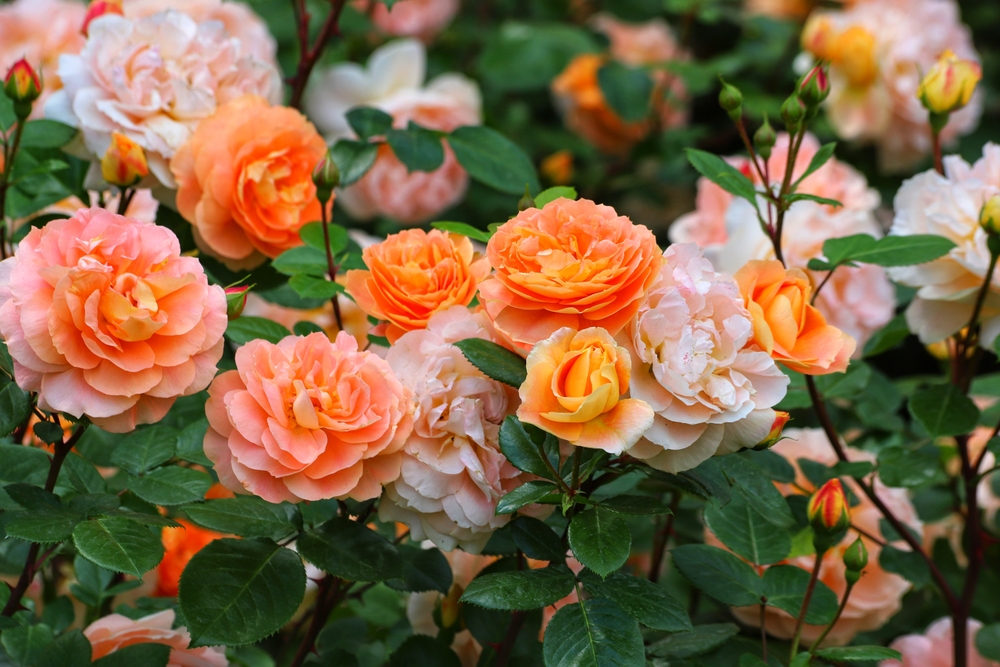 how to care for roses