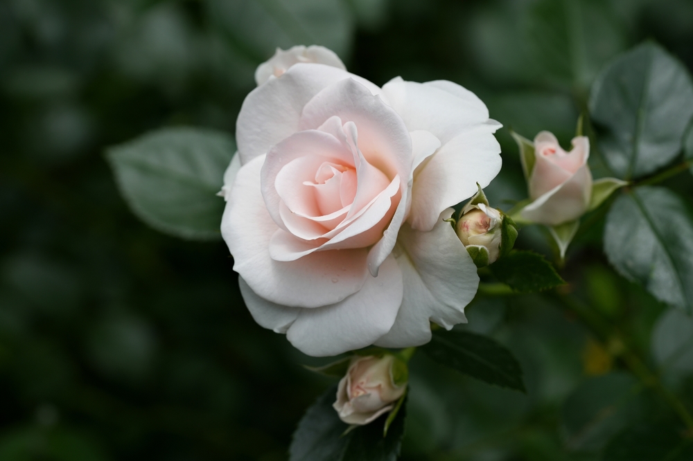 how to care for roses