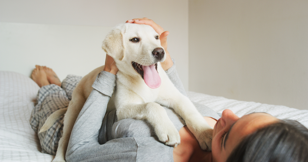 pets and hayfever allergies