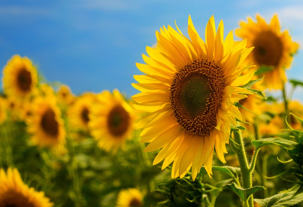 Edible Garden Flowers