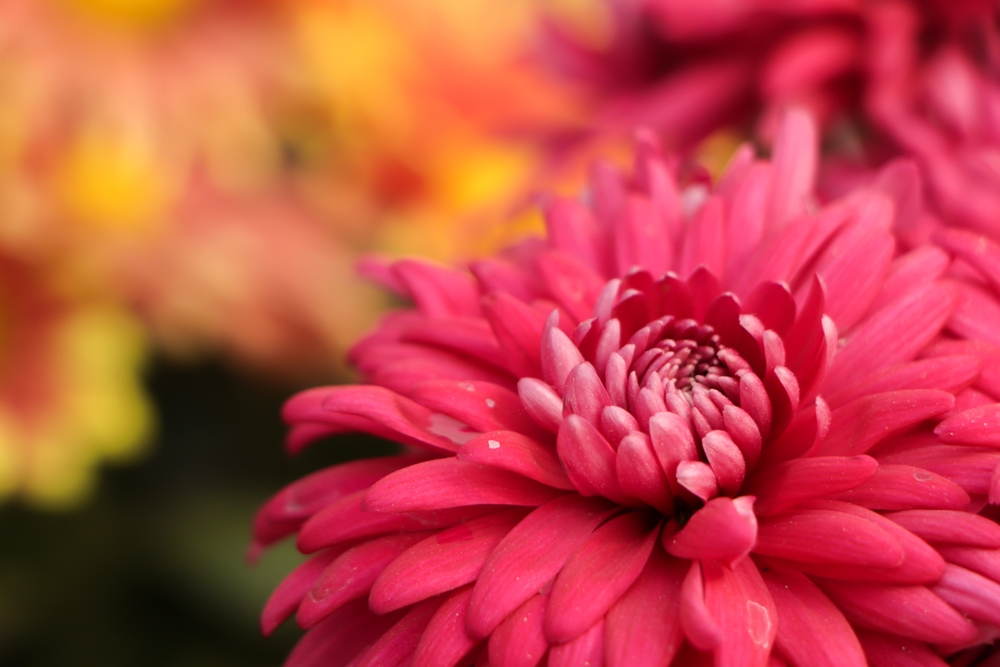 Edible Garden Flowers