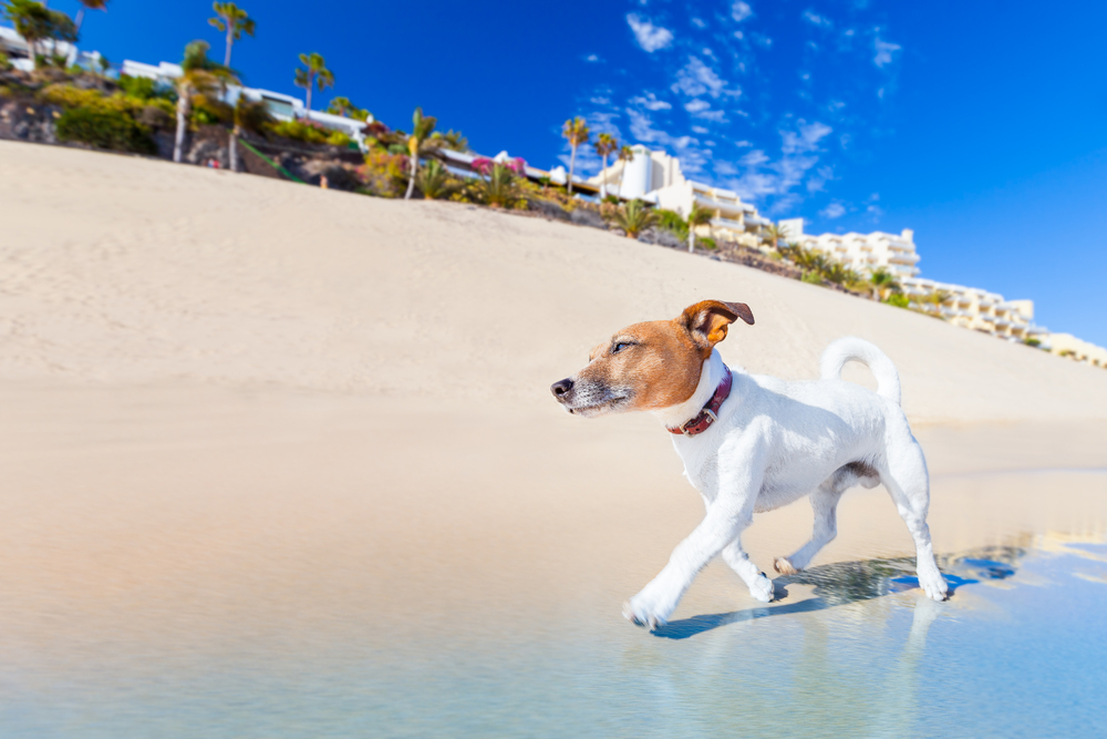 UK holidays with dogs