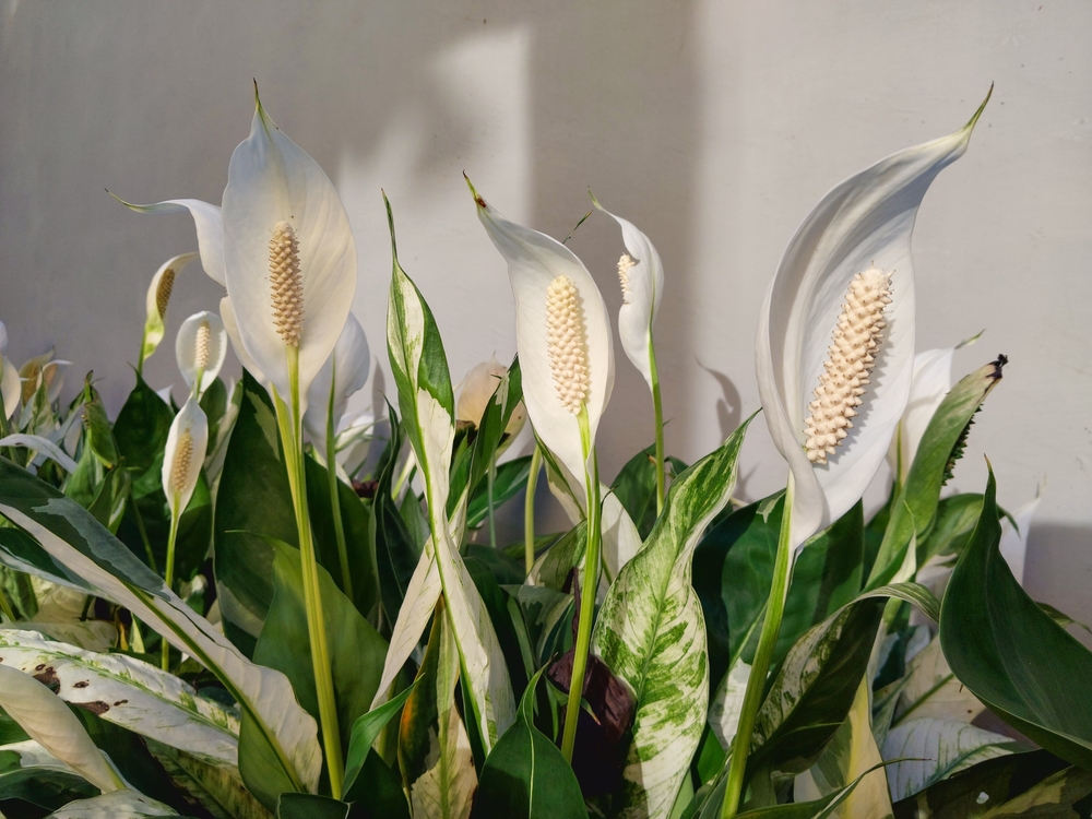 air purifying flowers