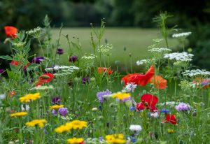 money saving in the garden