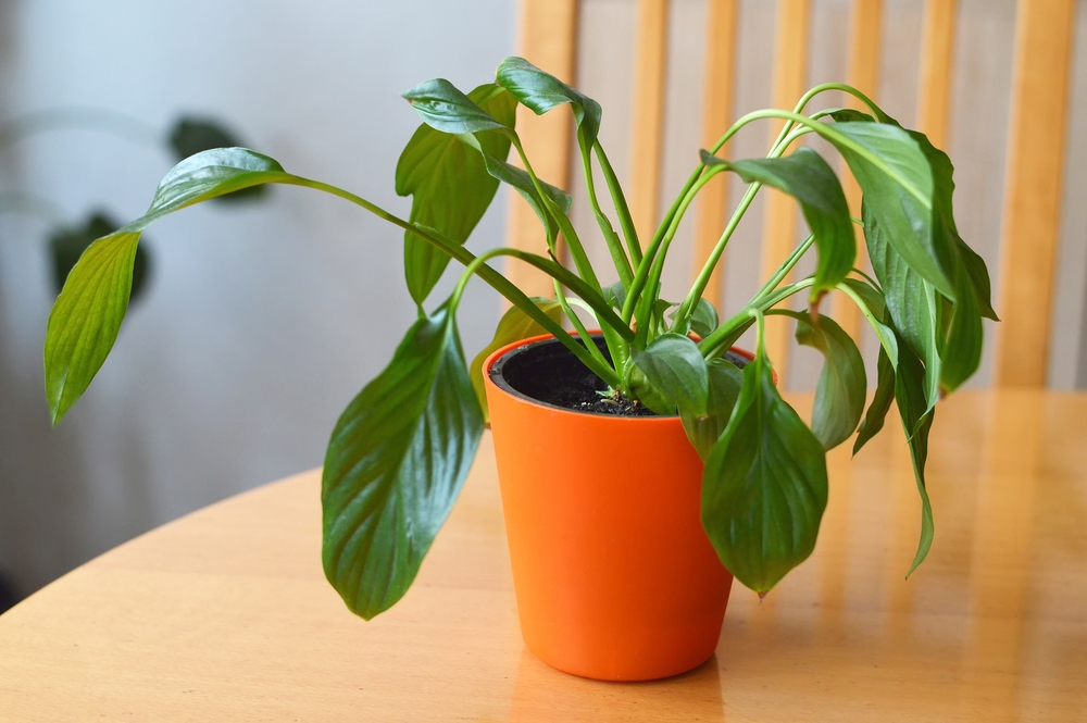 UK houseplant inspector
