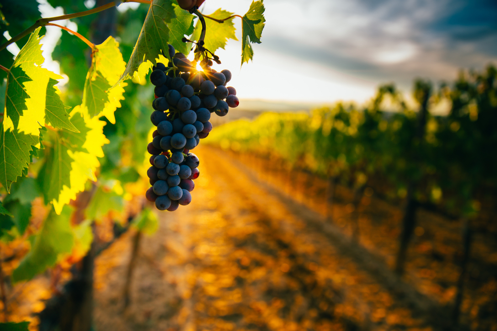 best vineyard mini-breaks 2025