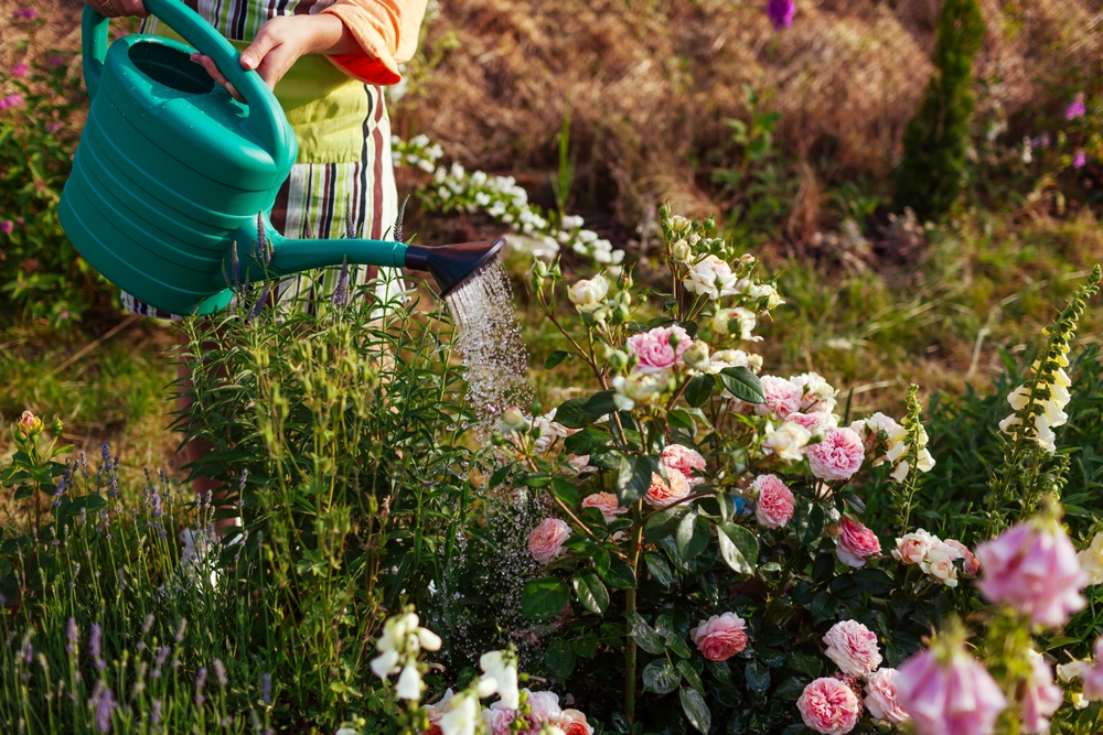 watering garden during heatwave
