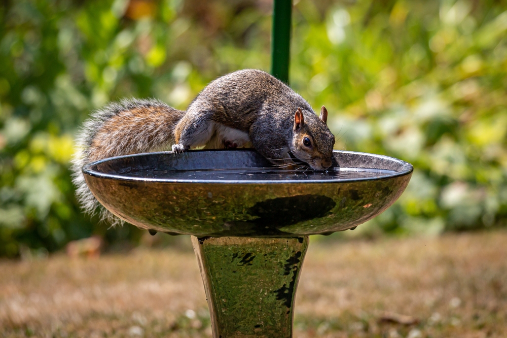 wildlife friendly garden