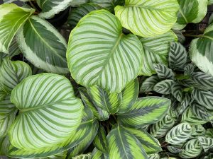 looking after a Calatheas plant