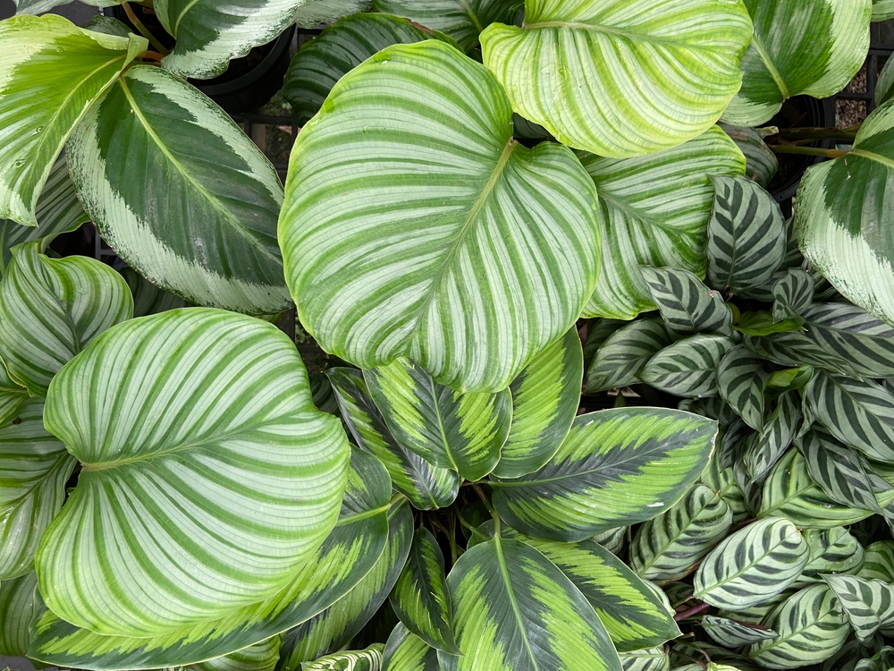 looking after a Calatheas plant