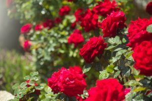 Keep Roses Blooming