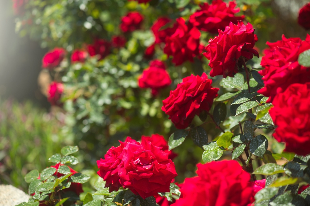 Keep Roses Blooming