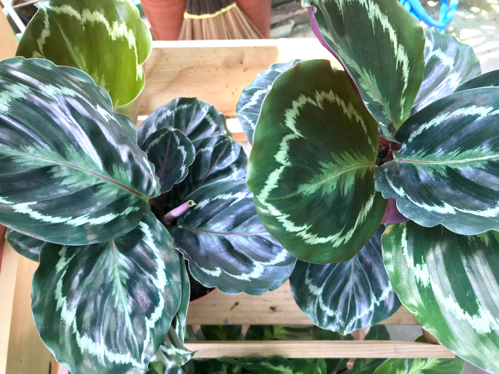 looking after a Calatheas plant