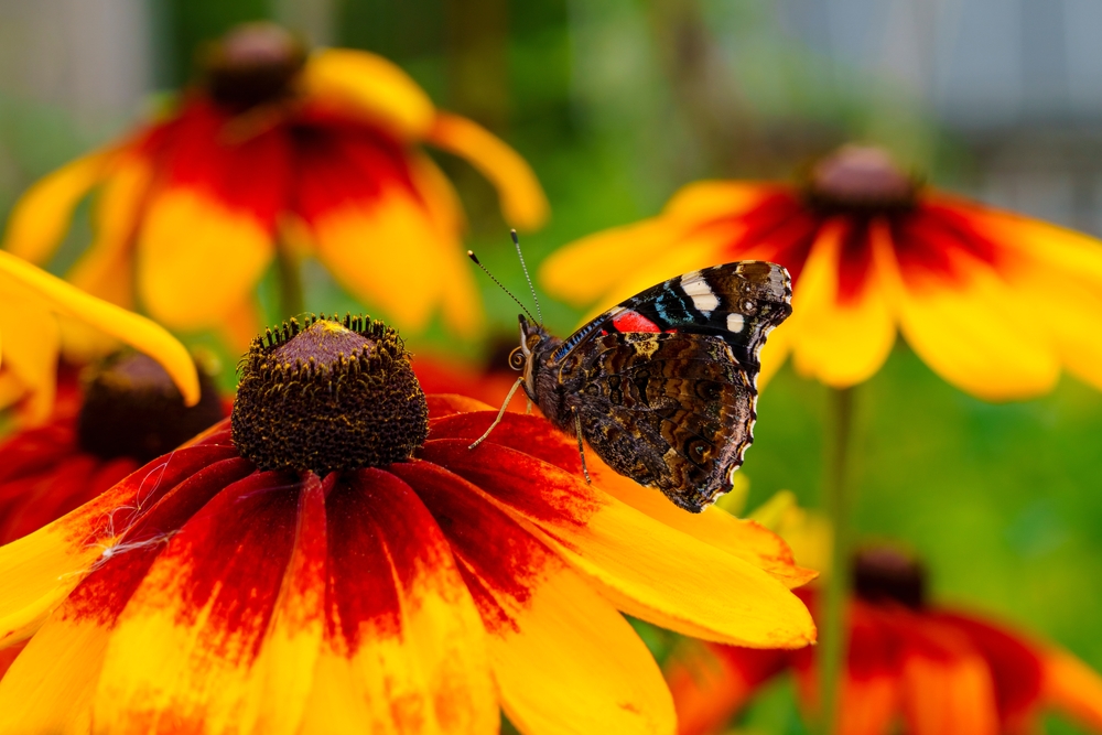 low-maintenance summer plants