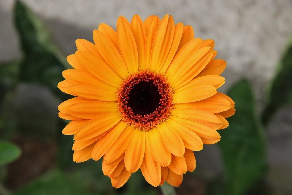 low-maintenance summer plants