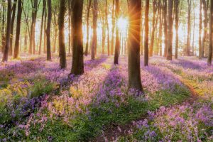picking wildflowers UK fine
