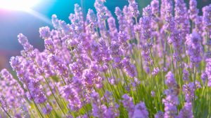 when is lavender season