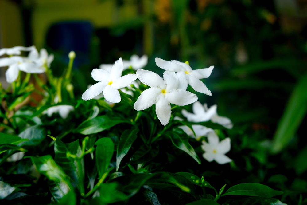 best fragrant plants for garden