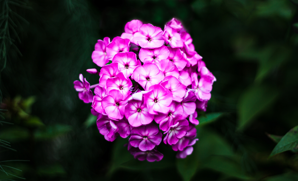 best fragrant plants for garden