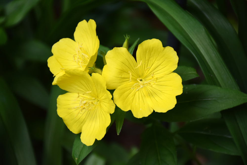 best fragrant plants for garden