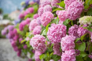 change hydrangea colours