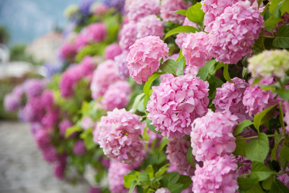 change hydrangea colours