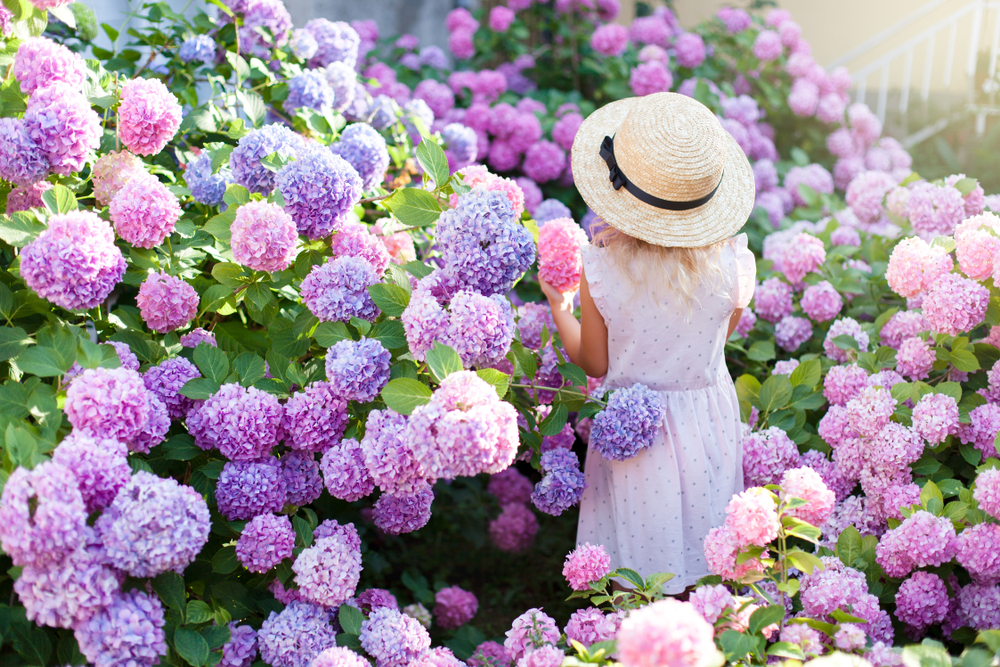 change hydrangea colours