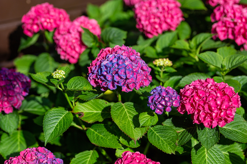 change hydrangea colours