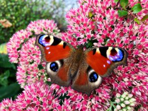 homemade butterfly food