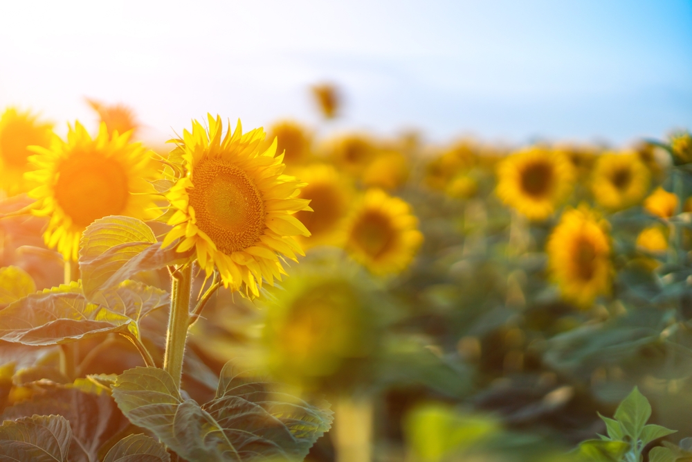 sunflower care guide