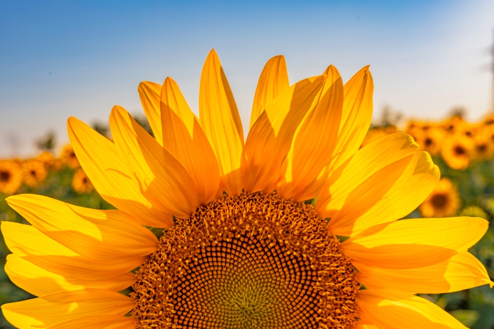 sunflower care guide