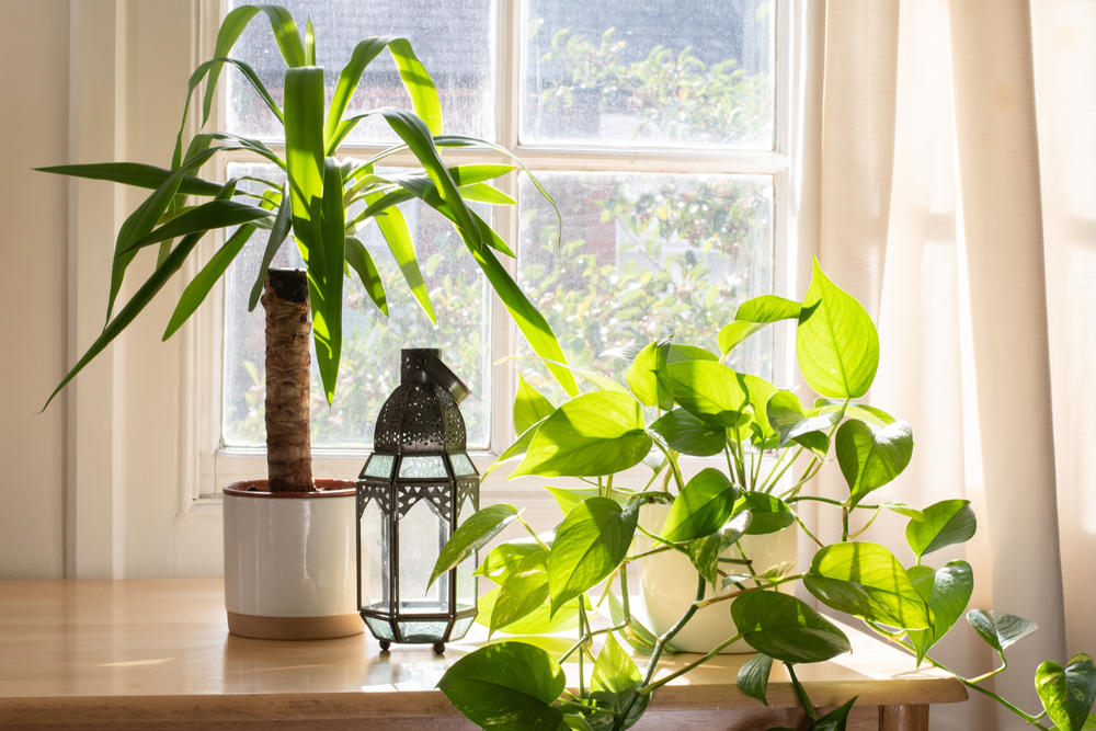 houseplants for autumn home