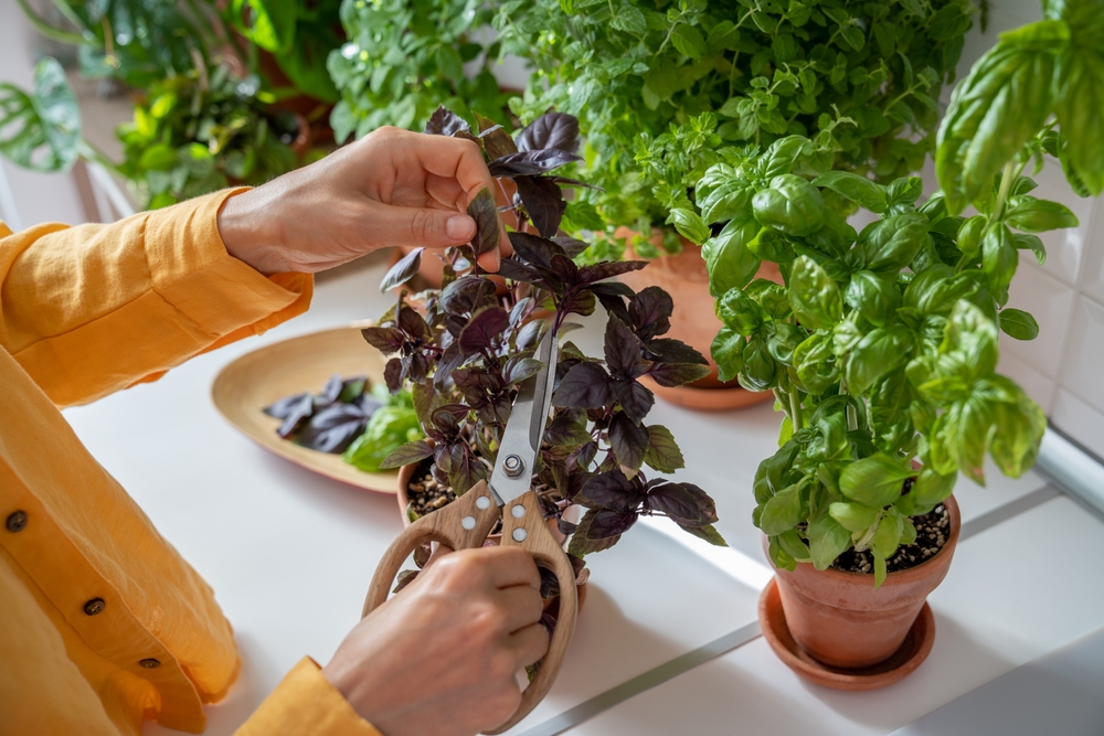 houseplants for autumn home