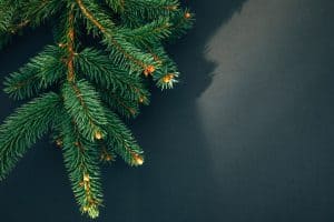 can you eat christmas trees