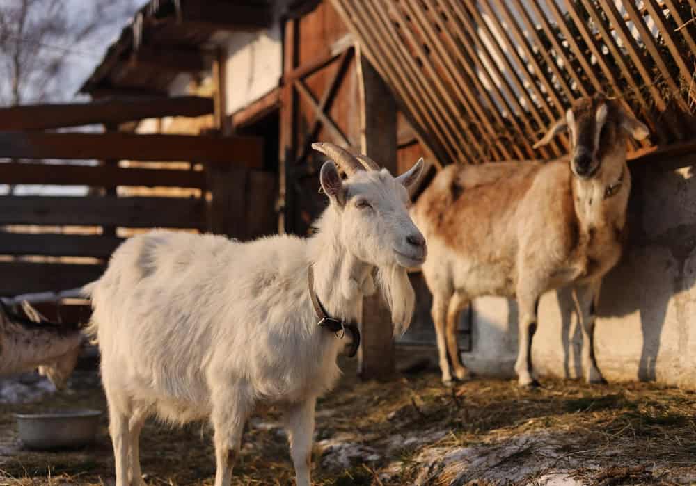 eco-friendly ways to dispose of Christmas tree