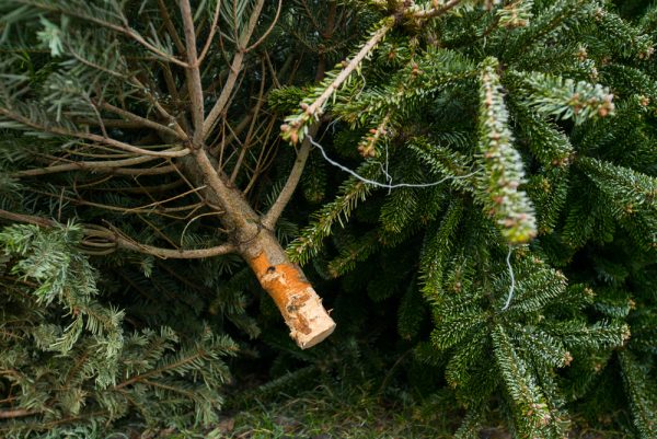 Eco-Friendly Ways to Reuse Your Christmas Tree — Including Feeding It ...